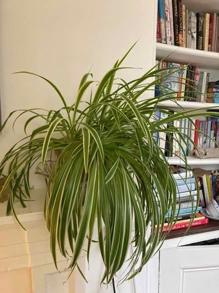 Photo of free 2 Spider Plants grown too large for my room. (Weston) #1
