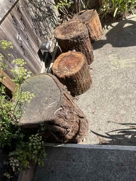 Photo of free Redwood Tree Stumps (Bay Farm Island) #1