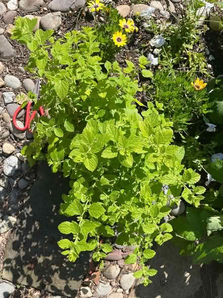Photo of free Lemon balm, chives, thyme etc (Brightwood Park) #1