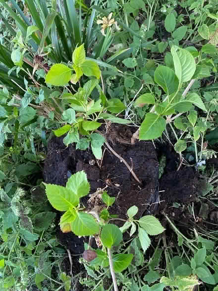 Photo of free Pink hydrangea plant (Oxford-Freegle CGA OX4) #1