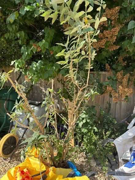 Photo of free Buddleia - 5.5ft Tall (Didcot OX11) #1