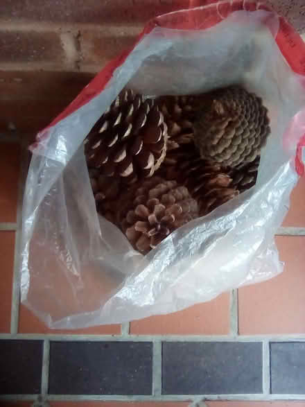 Photo of free Bag of large pine cones (Oxon SY3) #1