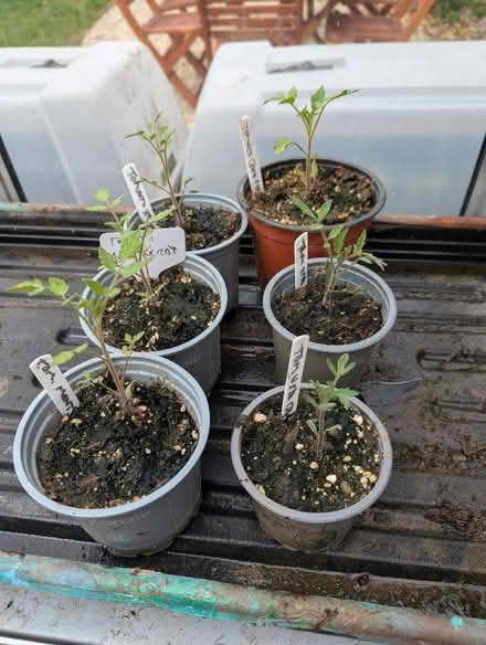 Photo of free 6 fancy tomato plants (Swarkestone DE73) #1