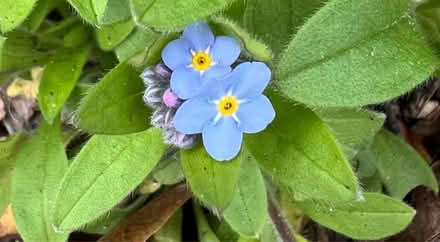Photo of free Forget-me-not plants (Meadowvale, Mississauga) #1
