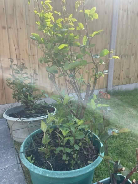 Photo of free 3 roses, red and white (Hampden Park BN22) #4