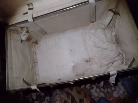 Photo of free Steamer trunk (spaldwick PE28) #1