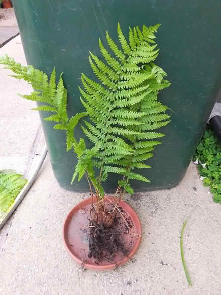 Photo of free Fern (Killamarsh S21) #1