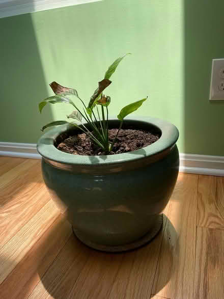 Photo of free Real Plant and container (Burke, VA) #1