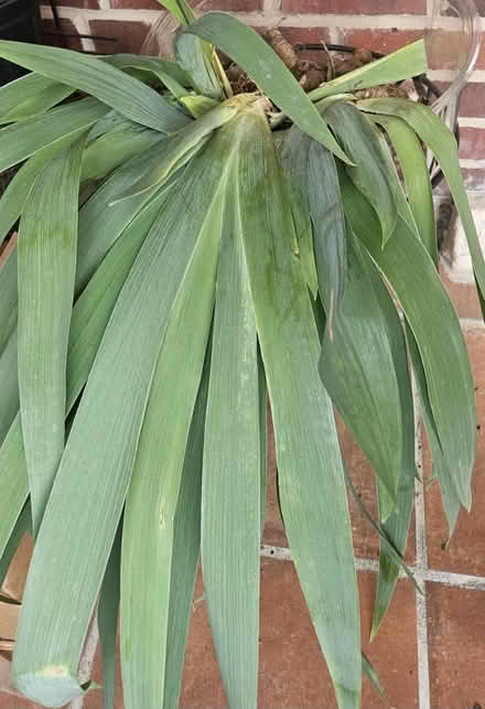 Photo of free Purple iris (Rosedale) #1