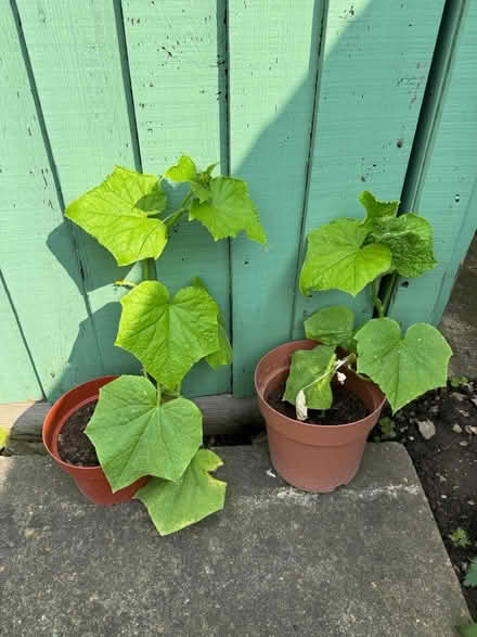 Photo of free Cucumber plants x2 (Amersham HP6) #1