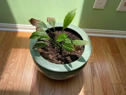 Photo of free Real Plant and container (Burke, VA) #2