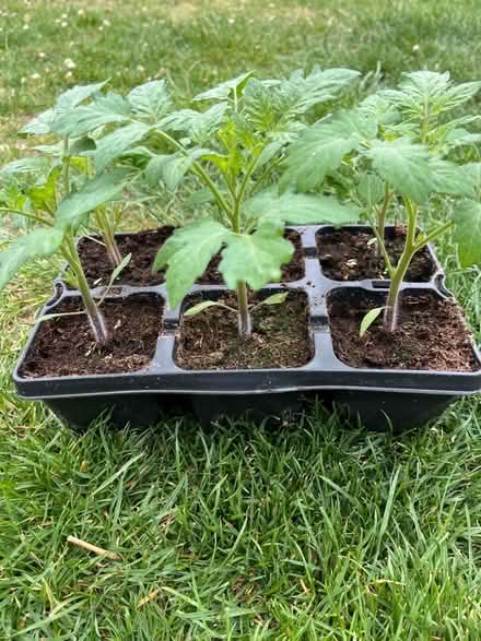 Photo of free 6 Cherry Tomato Plants (DA11) #2