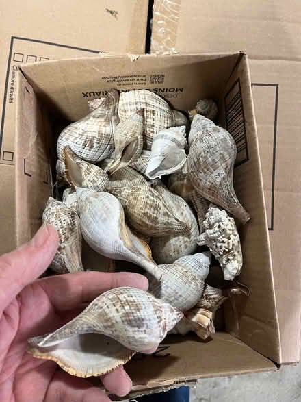 Photo of free Sea shells (Kanata Lakes/Beaverbrook) #1