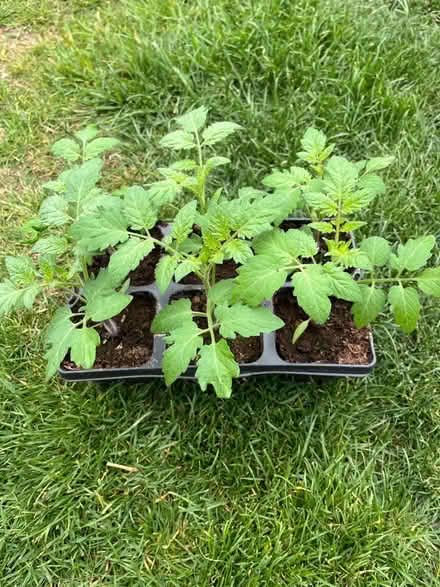 Photo of free 6 Cherry Tomato Plants (DA11) #1