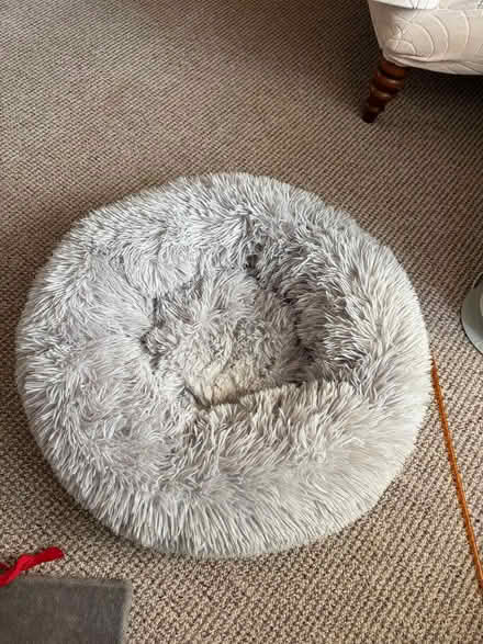 Photo of free Cat / small dog doughnut bed (EH165BL) #1