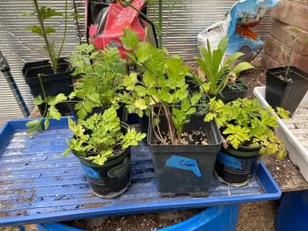 Photo of free Seedlings (S. Boulder) #2