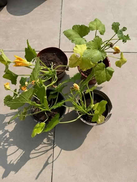 Photo of free Four courgette plants (Amersham HP6) #1