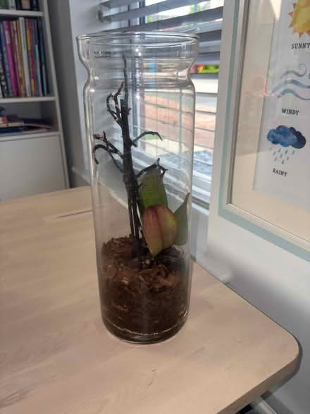 Photo of free Mini orchid in terrarium (L36 Roby) #1