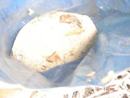 Photo of free Sawdust (Tunley) #1