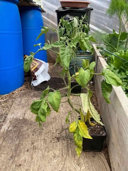 Photo of free Seedlings (S. Boulder) #1