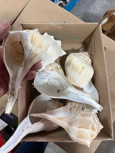 Photo of free Sea shells (Kanata Lakes/Beaverbrook) #2