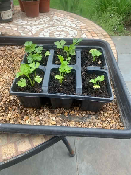Photo of free Celeriac Plants (CT5) #1
