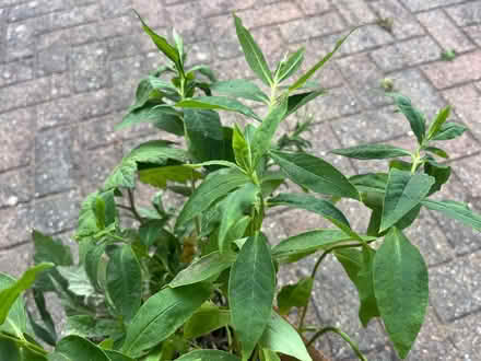 Photo of free Mixed perennials (Waterlooville PO7) #3