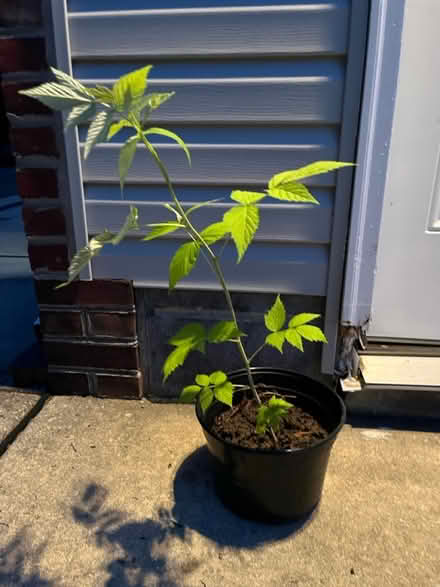 Photo of free Plants (Ridley Park) #2