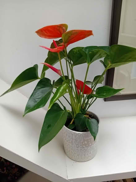 Photo of free Small flowering houseplant (Cliffe BN7) #1