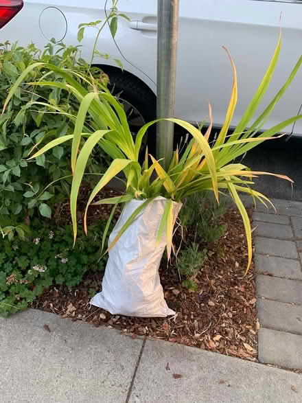 Photo of free Corms (downtown Palo Alto) #1