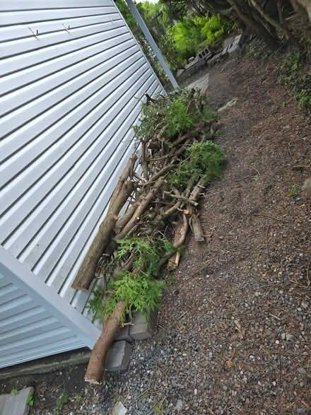 Photo of free Cedar limbs (wood) from hedge (Vanier north) #3