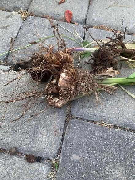 Photo of free Corms (downtown Palo Alto) #2