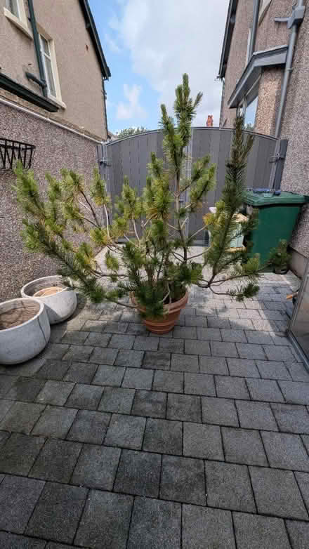 Photo of free Scott's Pine (Bare) #1