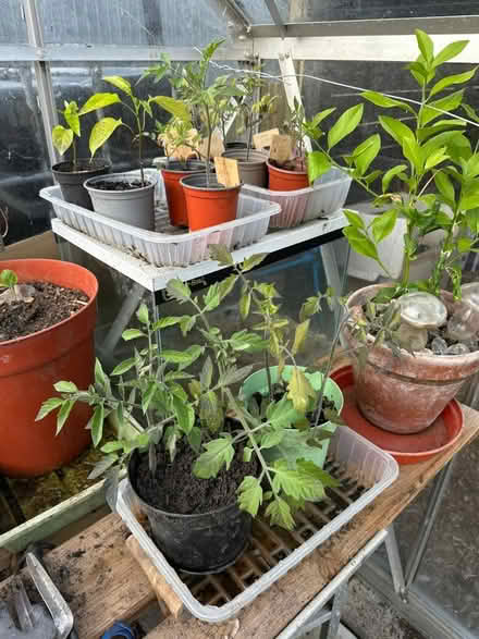 Photo of free Tomato plants looking for new home (BS24) #1
