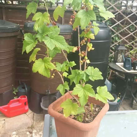 Photo of free Blackcurrant Bush (Putnoe MK41) #1