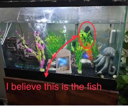 Photo of free Freshwater fish tank & Fish (East Valley, Gilbert) #3