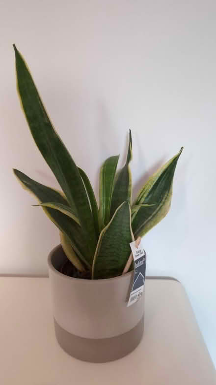 Photo of free Snake plant (RG1, reading) #1