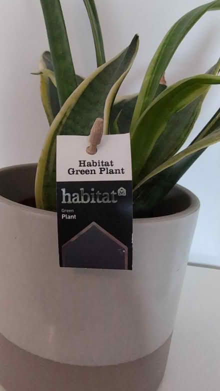 Photo of free Snake plant (RG1, reading) #2