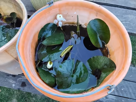 Photo of free Pond Lily - 3 (Welwyn AL6) #2