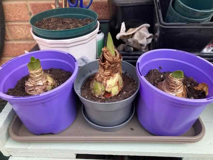 Photo of free Amaryllis bulbs (Shanklin PO37) #1