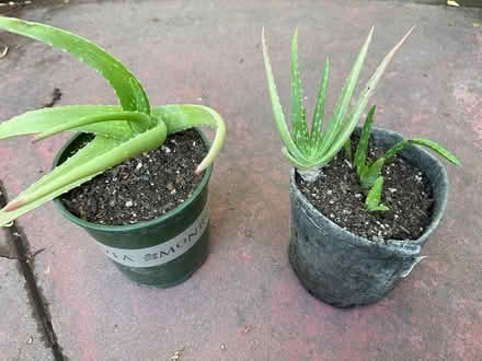 Photo of free Aloe Plants (Cupertino - DeAnza and 280) #2