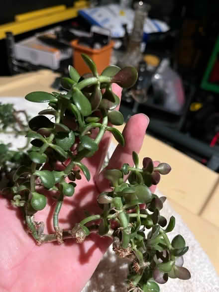 Photo of free Jade Cuttings (Near 75th and Woodridge Dr.) #2
