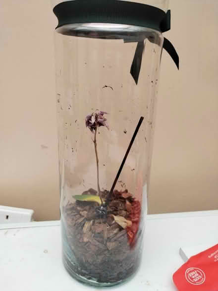 Photo of free Sad Lotus in a glass jar (Townhill Park/West End SO18) #1