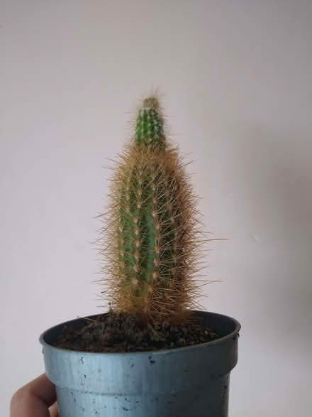 Photo of free Cacti (DA12) #3