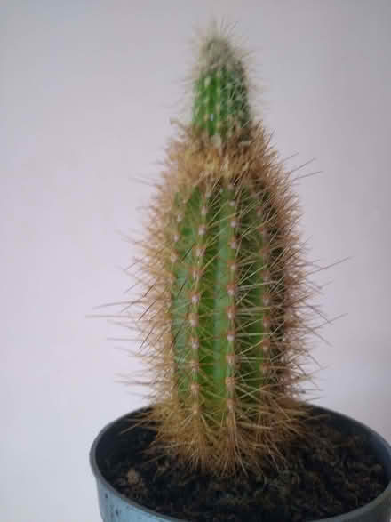Photo of free Cacti (DA12) #4