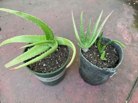 Photo of free Aloe Plants (Cupertino - DeAnza and 280) #1