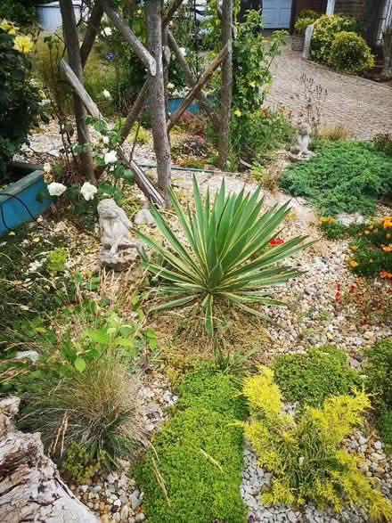 Photo of free Large yucca (Southwick BN42) #1