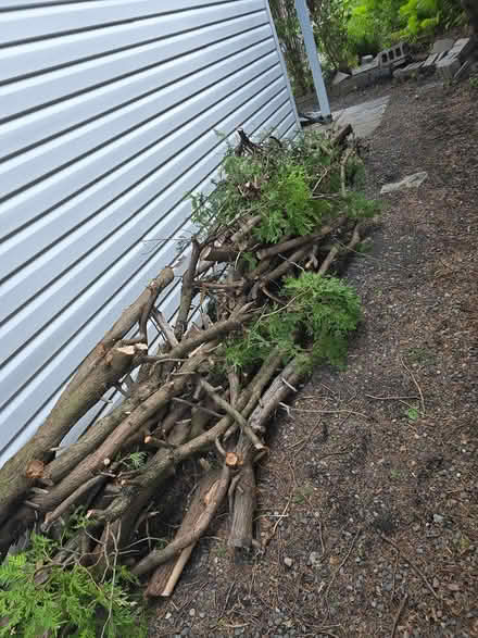 Photo of free Cedar limbs (wood) from hedge (Vanier north) #2