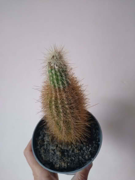Photo of free Cacti (DA12) #1