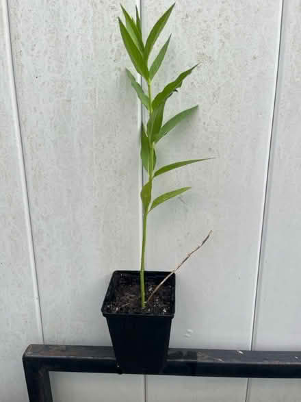 Photo of free Plants (Ridley Park) #1